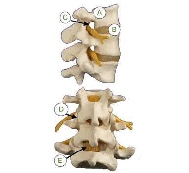 Elements-of-the-Spine-